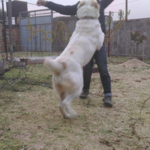 Cute vurmax temiz qan alabay axtariram. Itin 2 yawi var. Elave