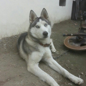 Satilir 8 ayliqdi erkeydi tecili satilir deye razilawma yolu ile yazmi