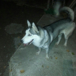 Satilir 8 ayliqdi erkeydi tecili satilir deye razilawma yolu ile yazmi