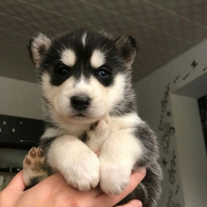 Husky korpeleri satilir!
Qara qiz,Boz reng oglan.
her ikisinin de gozl