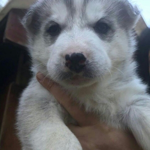 Husky korpeleri satilir!
Qara qiz,Boz reng oglan.
her ikisinin de gozl