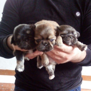 temiz natura pikenes balalari satilir erkekde var diside arginal balal