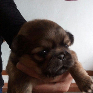 temiz natura pikenes balalari satilir erkekde var diside arginal balal