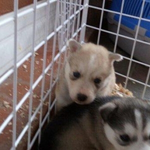 temiz naturalni gozleri goy xaski balasi satilir tam saglam baladir is