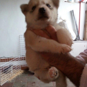 temiz naturalni gozleri goy xaski balasi satilir tam saglam baladir is