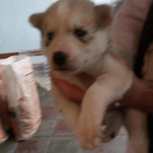 temiz naturalni gozleri goy xaski balasi satilir tam saglam baladir is