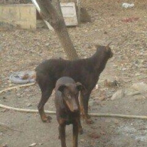 6 aylıq doberman balasi satilir ve ya notebookla 