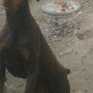 6 aylıq doberman balasi satilir ve ya notebookla barter olunur. Hemen