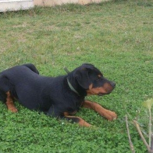 Rottweiler 4 ayliq, erkek. Endirim ederem