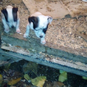 Pidbull balalaridi temiz isdeyem zeng ede bilet ya