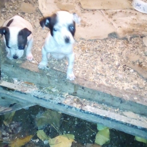 Pidbull balalaridi temiz isdeyem zeng ede bilet ya vpda yaza biler