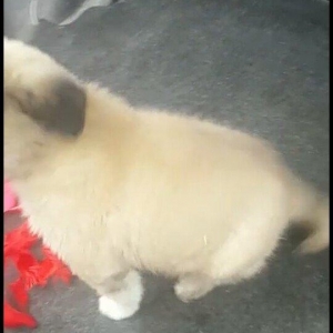 satlir cinsi kan kal barter yoxdu erkeydi 35 gunliydi fikri ciddi olan