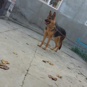 Dişi Nemeski afcarka satılır təcili iynələri vurulub qurd dərmanı veri