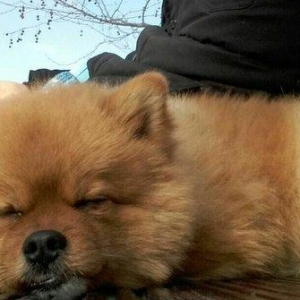 pomiranskiy shpids ucuz satilir paltarlari ve yemek qabi ve bashqa aks