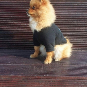 pomiranskiy shpids ucuz satilir paltarlari ve yemek qabi ve bashqa aks