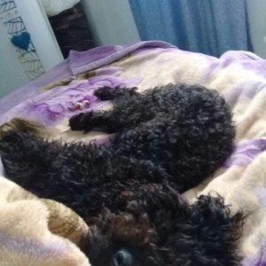 ev  itidi  hersey  yeyir  pasporuda  var  parodasl  pudil  1 yasl deka