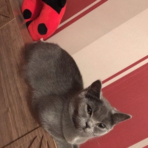 Britanskaya devochka