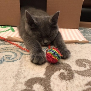 Britanskaya devochka