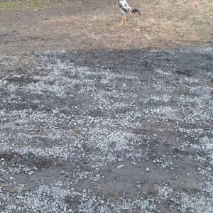 colpam 6 ayliq di madras boyuda 54 sm cidi fikri olanlar bu nomreye ze