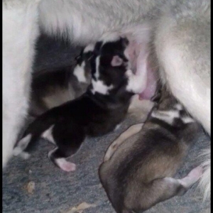 hasqi balalari 3 hefteden sora satiwda olacaq Inwallah.wekildeki hasqi