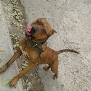 cox temuz qandi  nesli temizdi pidbuldu 1yas 2 ayi olmayib hele disi b