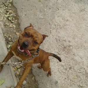 cox temuz qandi  nesli temizdi pidbuldu 1yas 2 ayi olmayib hele disi b