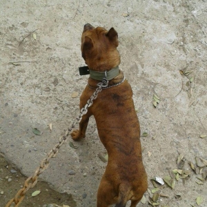 cox temuz qandi  nesli temizdi pidbuldu 1yas 2 ayi olmayib hele disi b