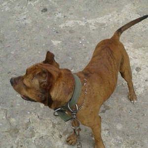 cox temuz qandi  nesli temizdi pidbuldu 1yas 2 ayi olmayib hele disi b