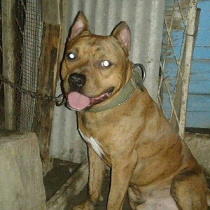 cox temuz qandi  nesli temizdi pidbuldu 1yas 2 ayi olmayib hele disi b