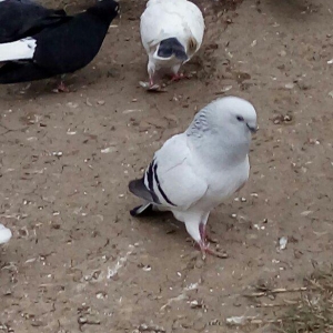 takladi turk qusudu erkeydi