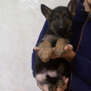 45 günlük dişi ovçarka balası satıram. Qurd dərmanı verilib, puppy