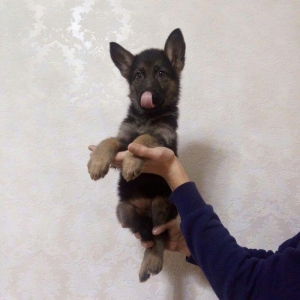 45 günlük dişi ovçarka balası satıram. Qurd dərmanı verilib, puppy