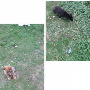 Salam nemeski avcarka kucukleri satiram3disi her biri90m bina evine ko