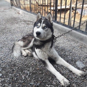 Xaski sibir iti yas yarimliqdi tutmagi disdemeyi hecneyi yoxdu erkeydi