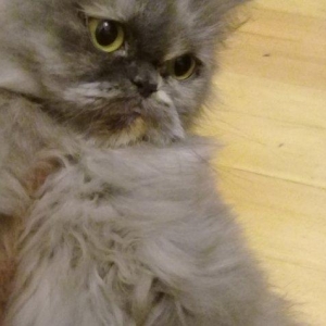 Персидская кошка 2 года. Давала два раза котят. Только хорошим людям.