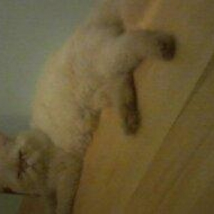 Persidskiy kot, 2 goda, cisto porodniy. Tolko xorosim ludam imeyusim