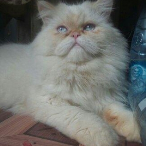 Persidskiy kot, 2 goda, cisto porodniy. Tolko xorosim ludam imeyusim