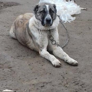 Temiz sort coban iti 1yas 3ayliqdi qanciqdi.Cox ag