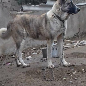 Temiz sort coban iti 1yas 3ayliqdi qanciqdi.Cox agilli itdi ..Iwle