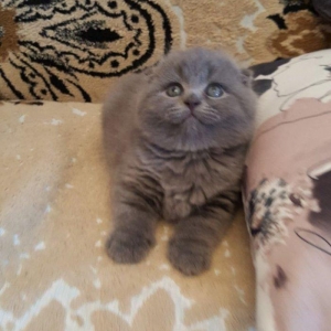 Скотиш-фолд, 1 месяц котенку, мальчик. В наличии один котенок . К