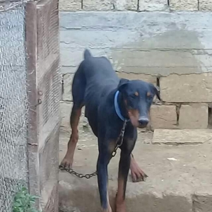 doberman balalari