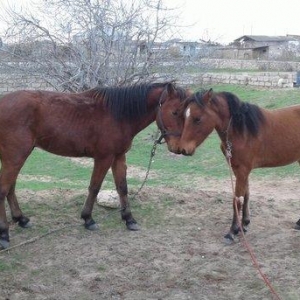 bir il dord ayliq daycadi yorgasi var skacka atinin balasidi buyurub z
