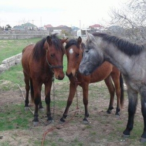 bir il dord ayliq daycadi yorgasi var skacka atinin balasidi buyurub z
