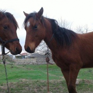 bir il dord ayliq daycadi yorgasi var skacka atinin balasidi buyurub z