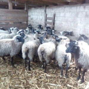 kanadadan gelen yeni partiromanav koyunlarımız gelmişdiralıcı olan a