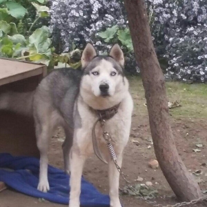 diwi hasqi 10 ayliqdi.150azn son qiymetdi qiymete 