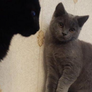 продаётся британский котёнок девочка возраст 4 месяца здоровая и