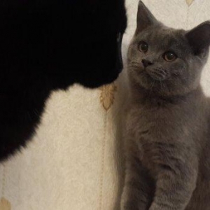 продаётся британский котёнок девочка возраст 4 месяца здоровая и