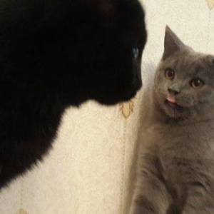 продаётся британский котёнок девочка возраст 4 месяца здоровая и