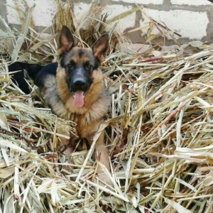 1 yasi yanvarda olacag temiz nemka vaksinleri vutulub komandalar bilir